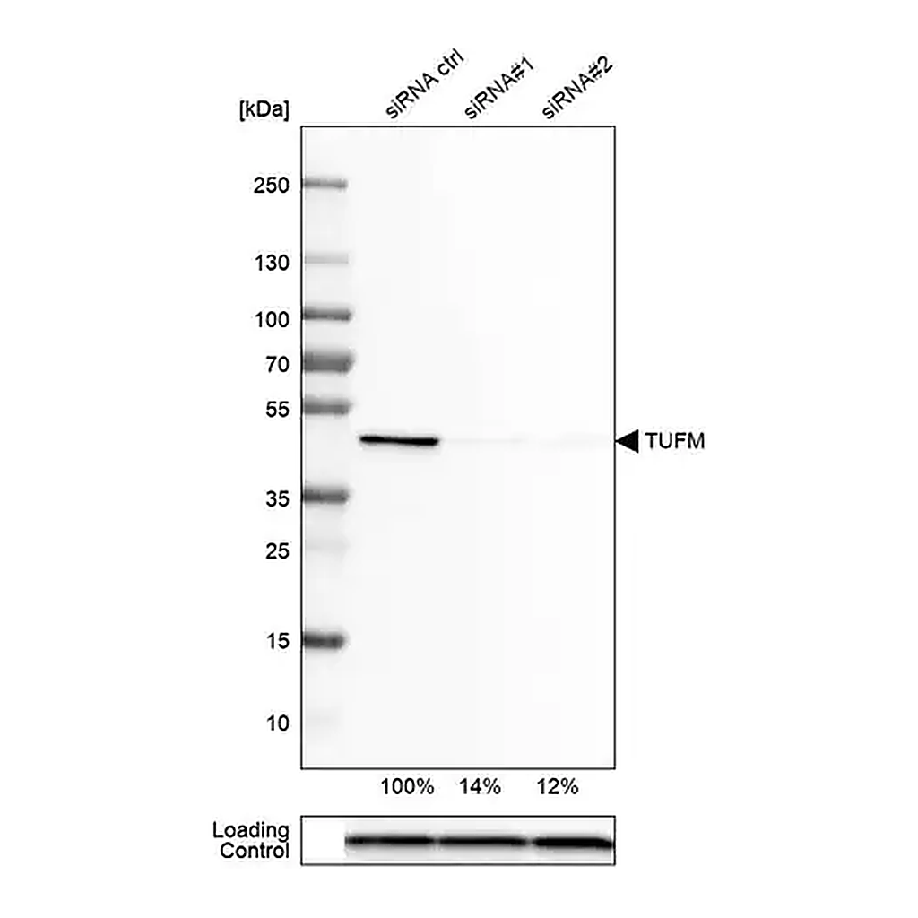 Merck Monoclonal Anti-TUFM antibody produced in mouse