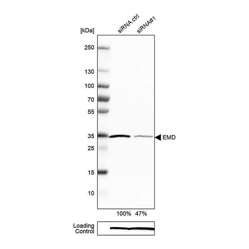 Merck Monoclonal Anti-EMD antibody produced in mouse