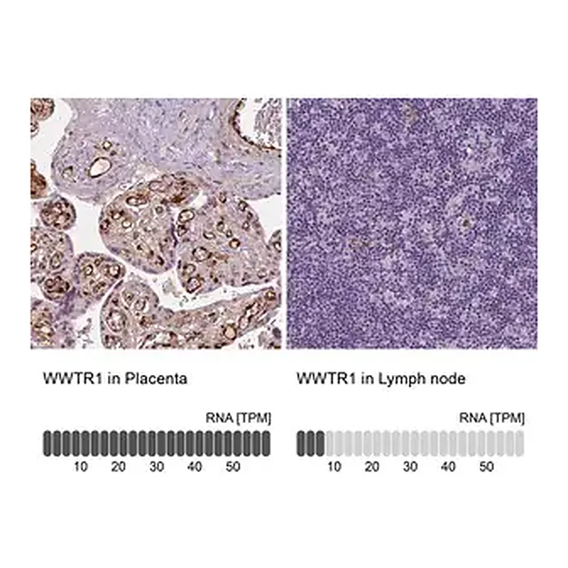 Merck Monoclonal Anti-WWTR1 antibody produced in mouse