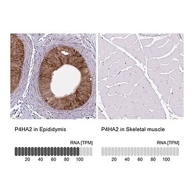 Merck Monoclonal Anti-P4HA2 antibody produced in mouse