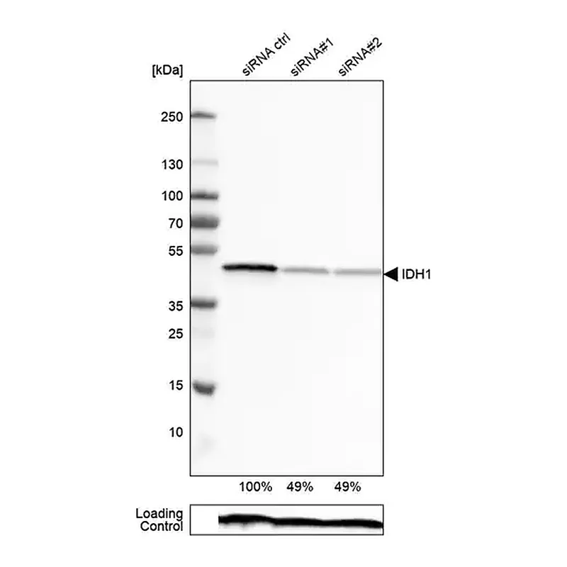 Merck Monoclonal Anti-IDH1 antibody produced in mouse