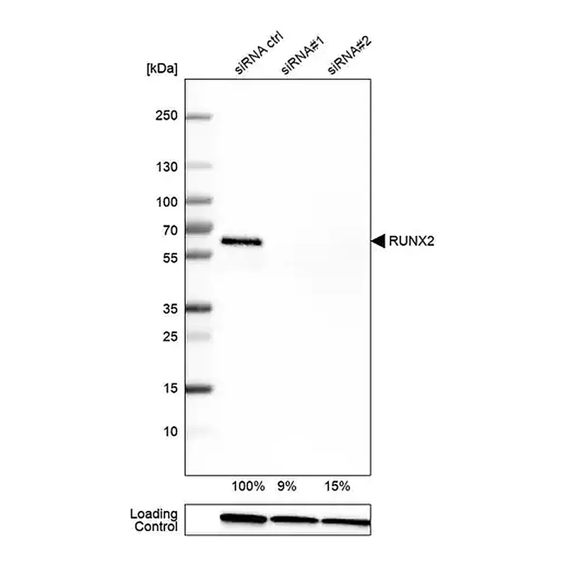 Merck Monoclonal Anti-RUNX2 antibody produced in mouse