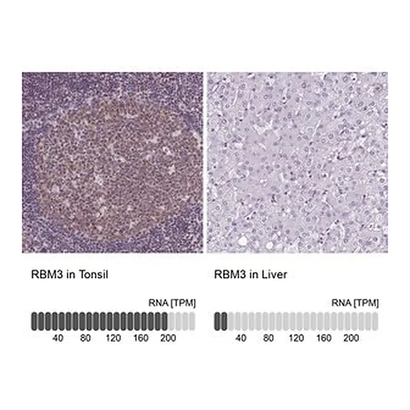 Merck Monoclonal Anti-RBM3 antibody produced in mouse