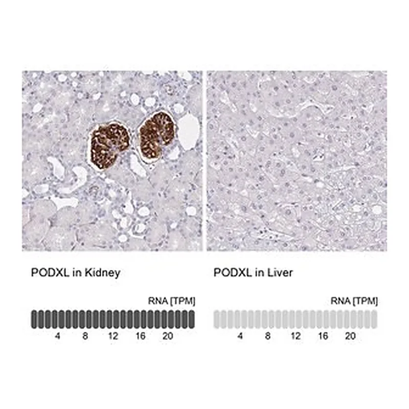 Merck Monoclonal Anti-PODXL antibody produced in mouse