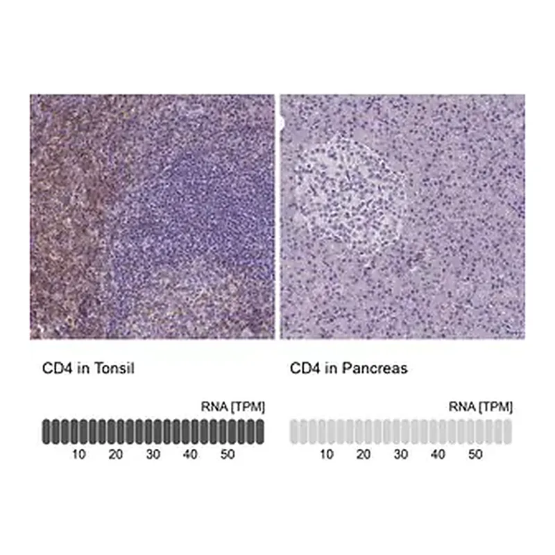 Merck Monoclonal Anti-CD4 antibody produced in mouse