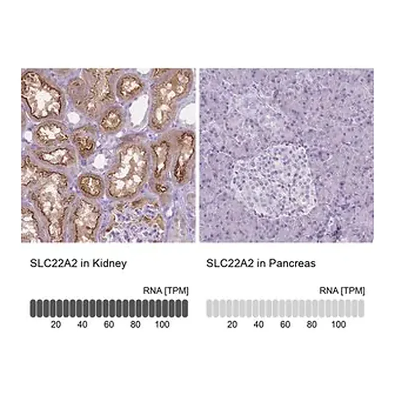 Merck Monoclonal Anti-SLC22A2 antibody produced in mouse