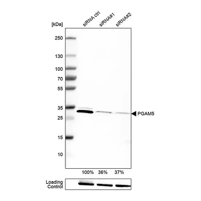 Merck Monoclonal Anti-PGAM5 antibody produced in mouse