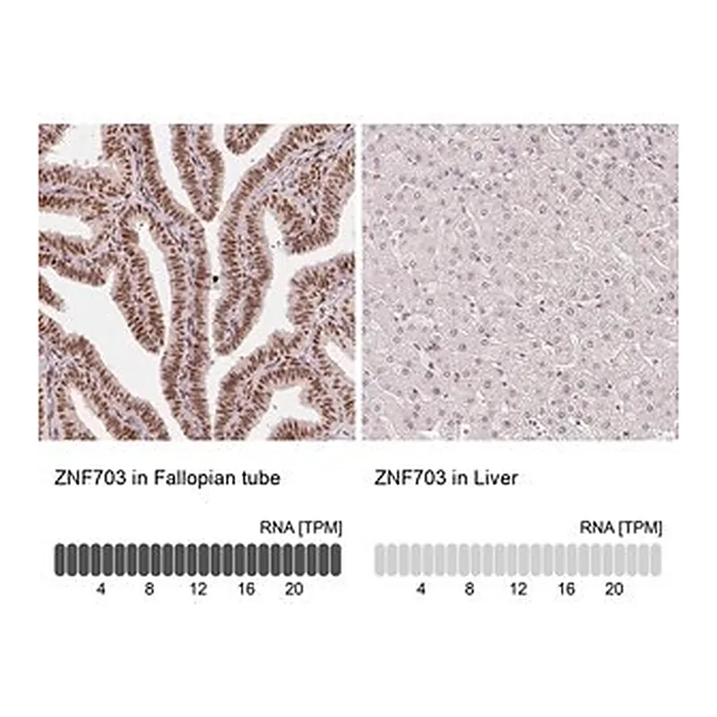 Merck Monoclonal Anti-ZNF703 antibody produced in mouse
