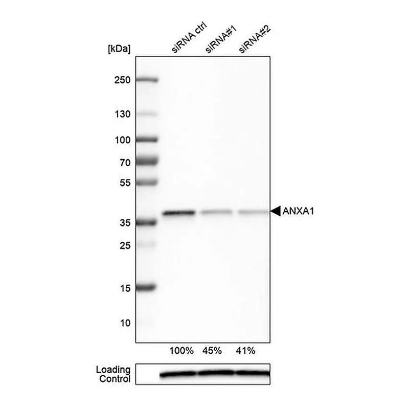 Merck Monoclonal Anti-ANXA1 antibody produced in mouse