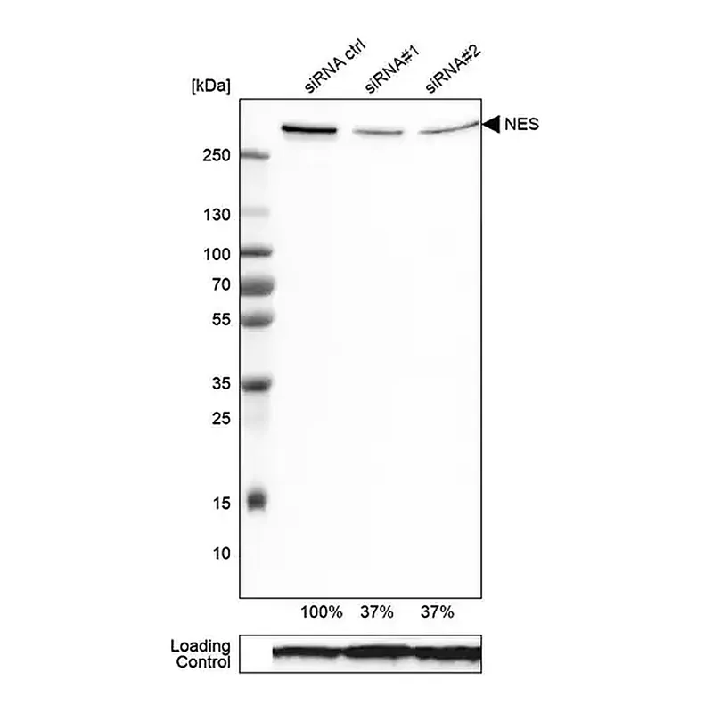Merck Monoclonal Anti-NES antibody produced in mouse