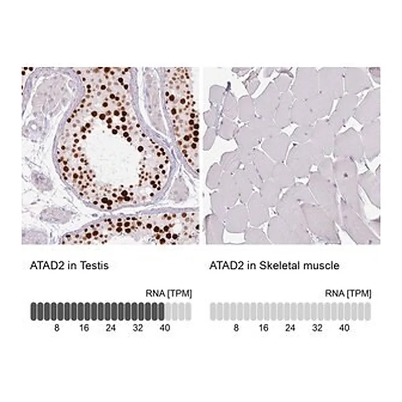 Merck Monoclonal Anti-ATAD2 antibody produced in mouse