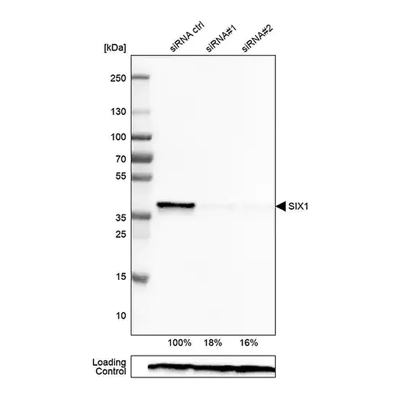 Merck Monoclonal Anti-SIX1 antibody produced in mouse