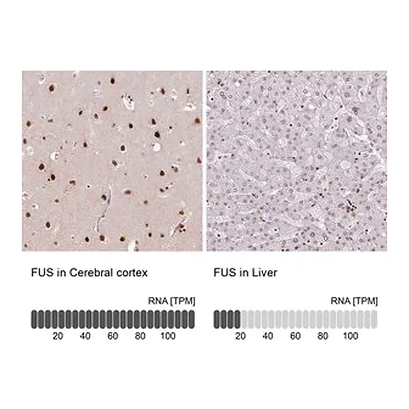 Merck Monoclonal Anti-FUS antibody produced in mouse