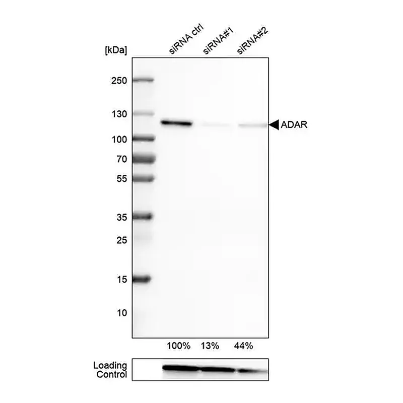 Merck Monoclonal Anti-ADAR antibody produced in mouse