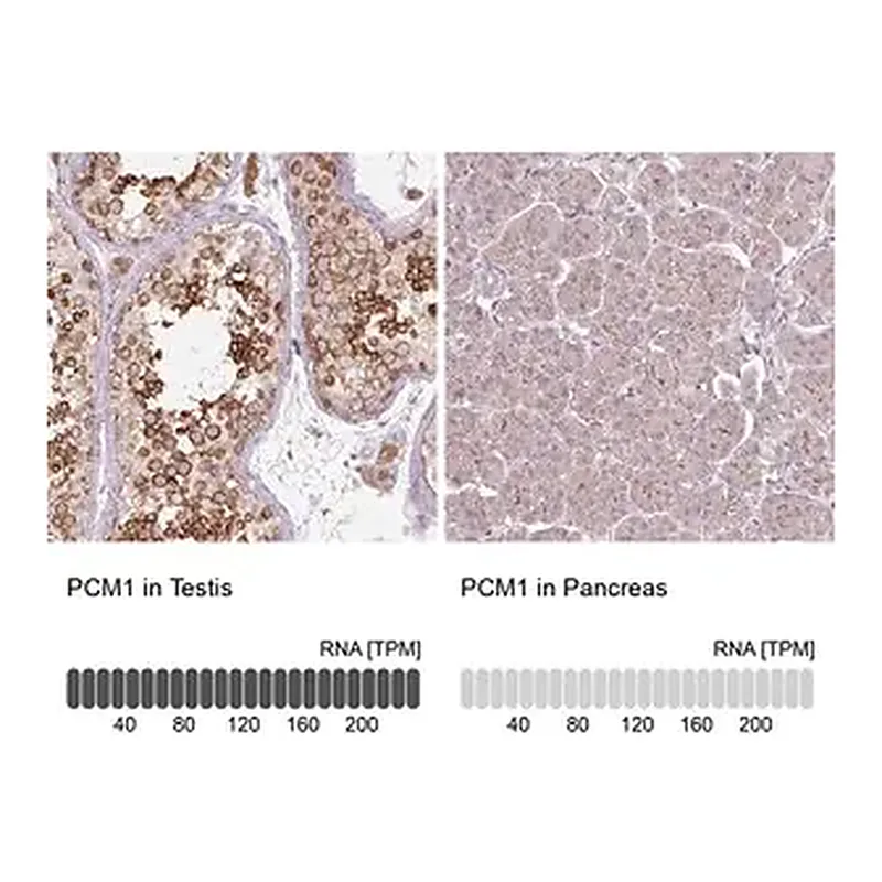Merck Monoclonal Anti-PCM1 antibody produced in mouse