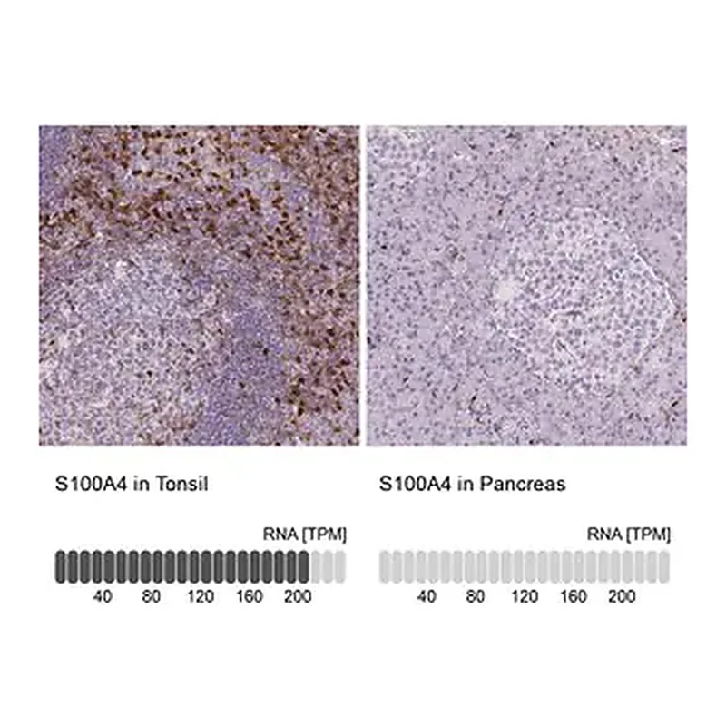 Merck Monoclonal Anti-S100A4 antibody produced in mouse