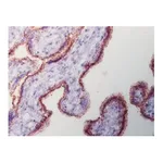 Merck Duolink In Situ Detection Reagents Brightfield