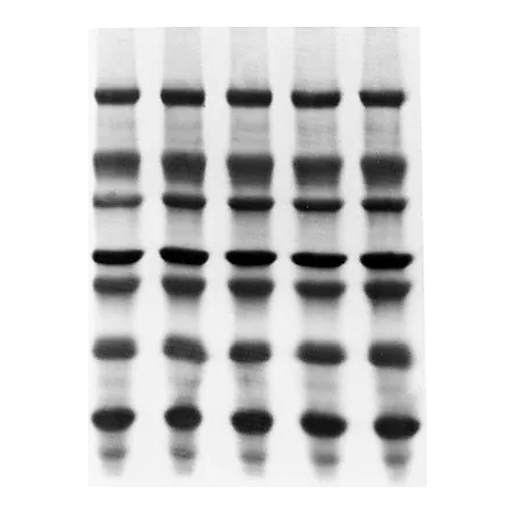 Merck Immobilon-PSQ PVDF Membrane