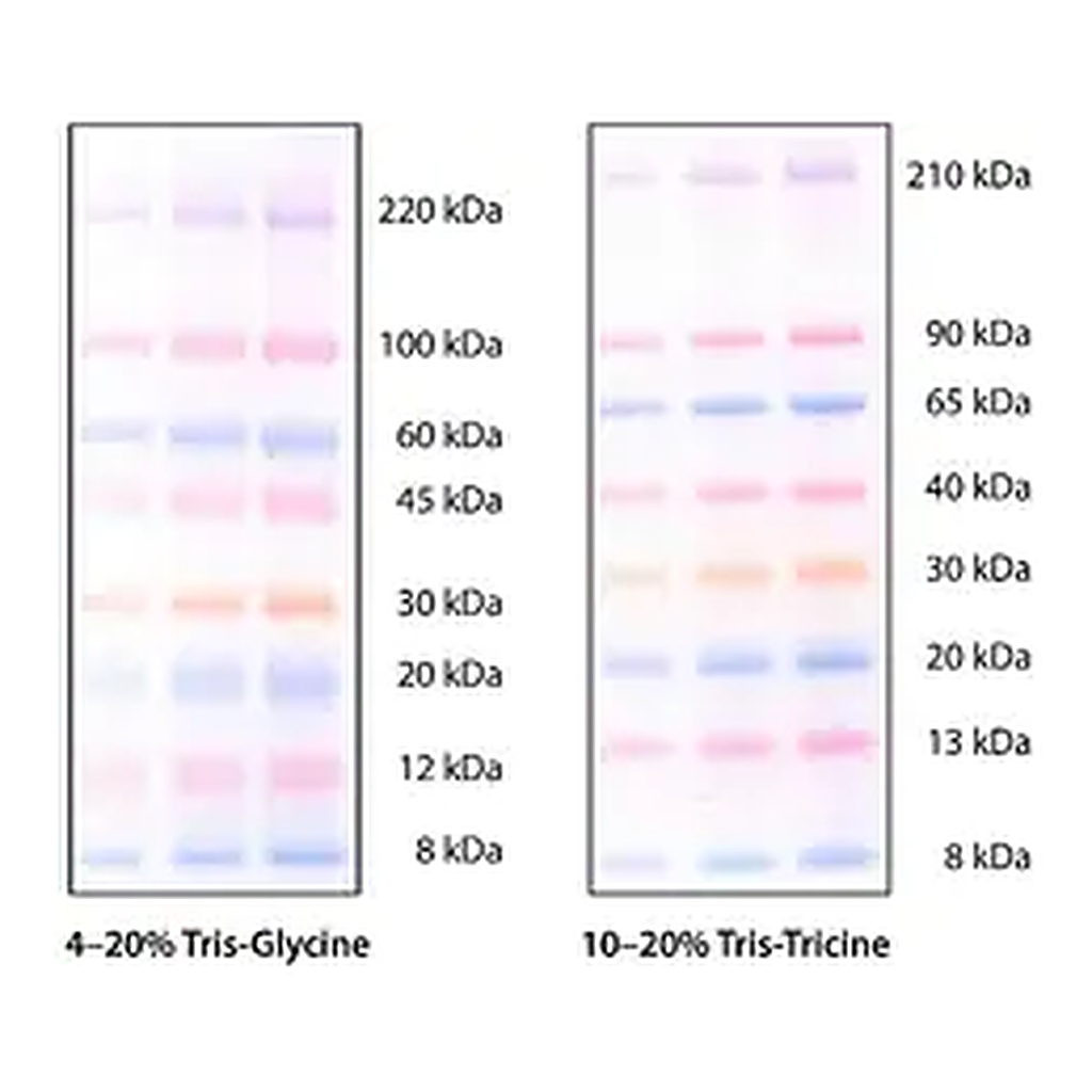Merck ColorBurst Electrophoresis Marker