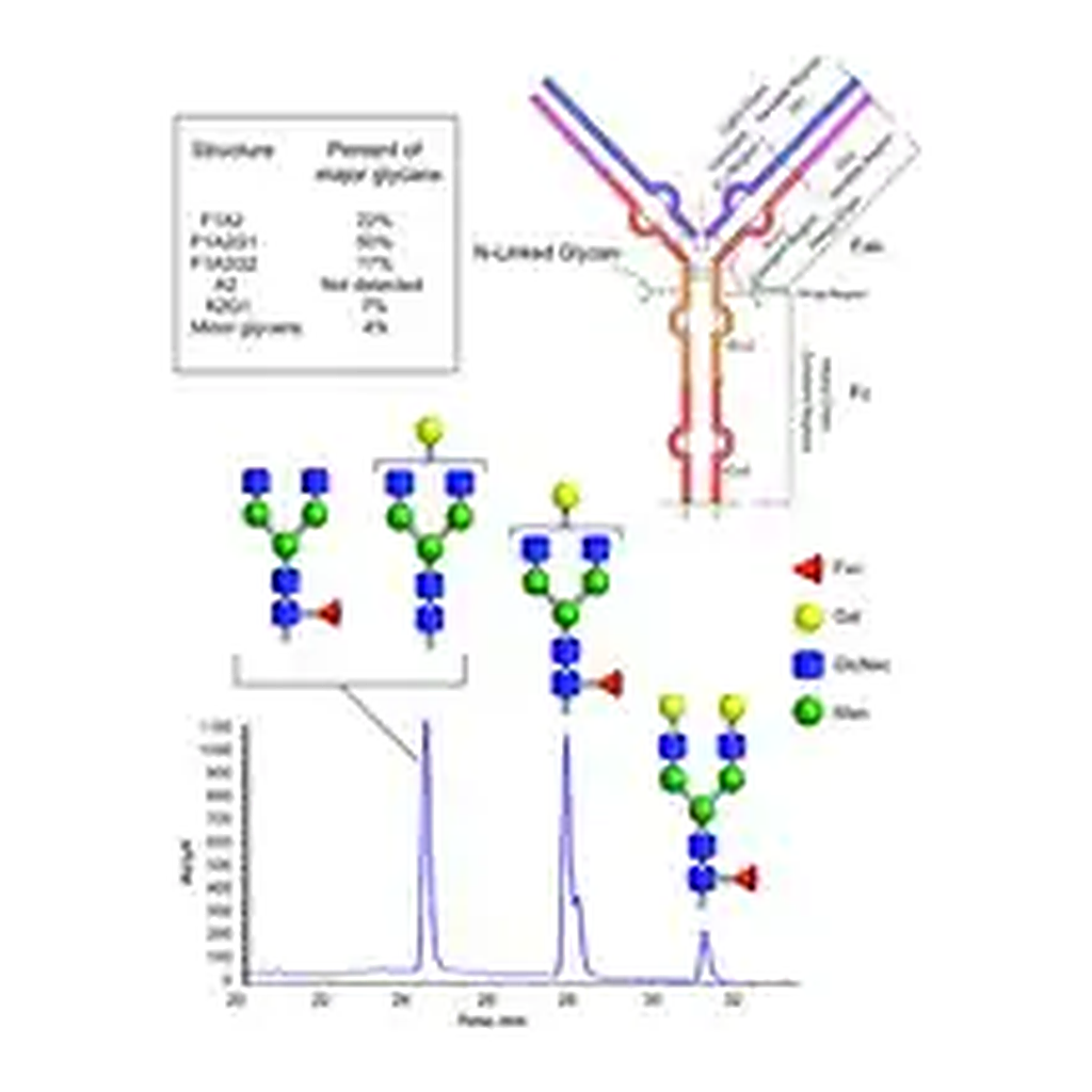 Merck SILuMab Stable Isotope-Labeled Monoclonal Antibody Glycan Standard Mouse IgG2b