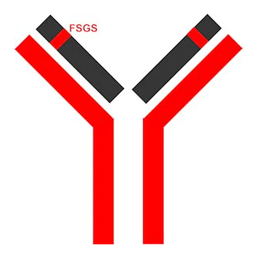 Merck SILuMAb Pembrolizumab Stable-Isotope Labeled Monoclonal Antibody