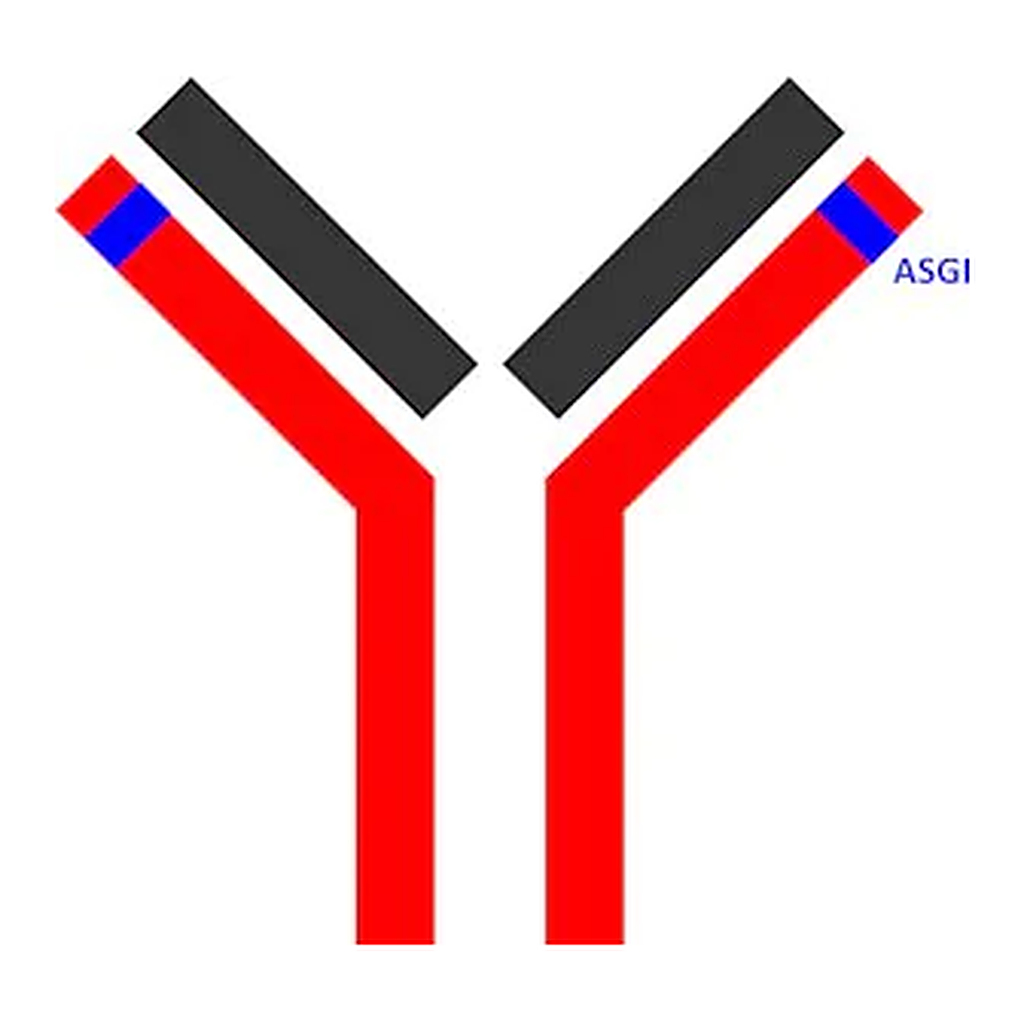 Merck SILuMAb Nivolumab Stable-Isotope Labeled Monoclonal Antibody