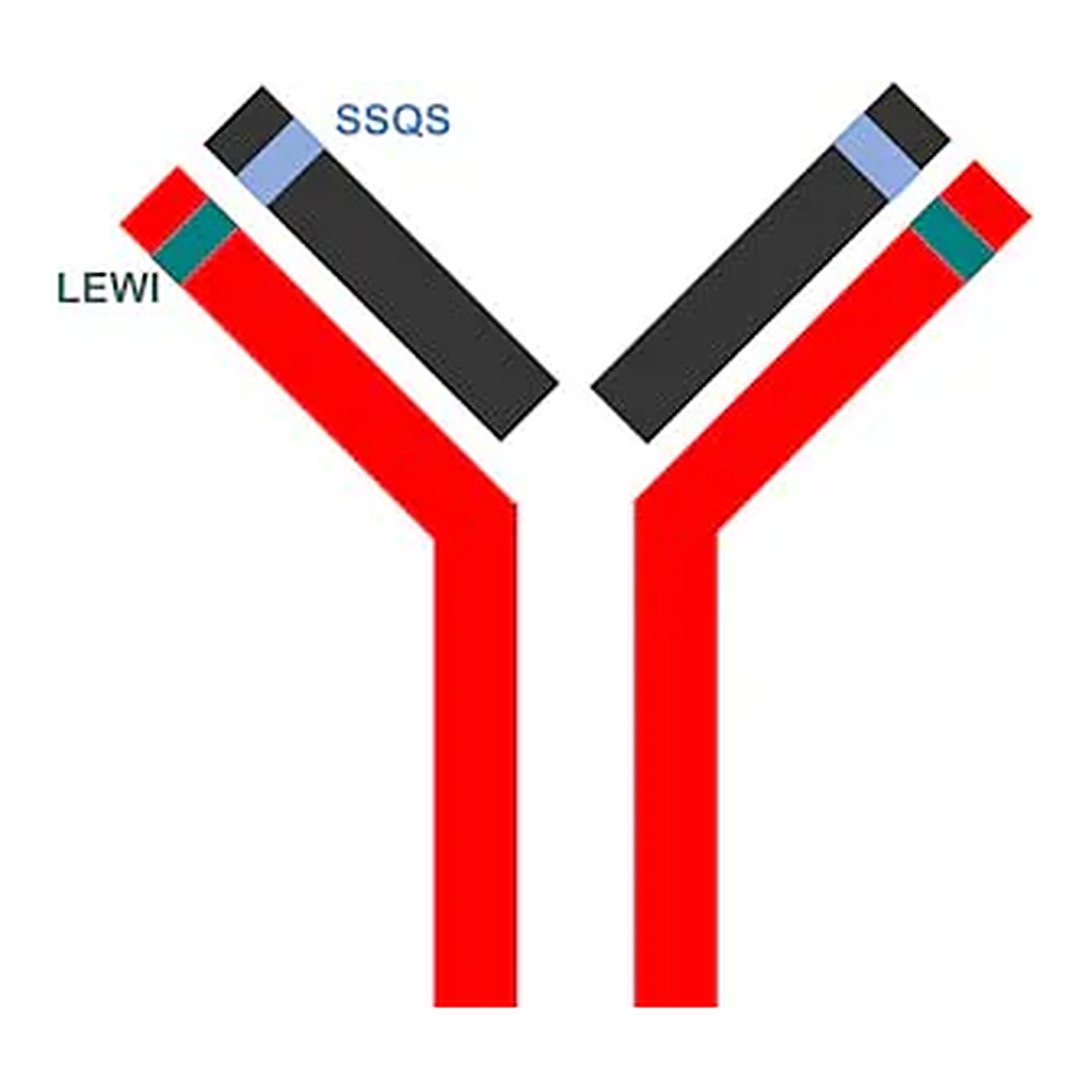 Merck SILuMAb Vedolizumab Stable-Isotope Labeled Monoclonal Antibody