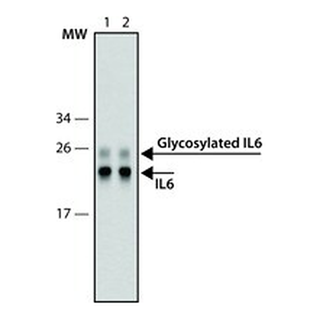 Merck SILuRich Anti-IL6 MAb, biotin conjugated