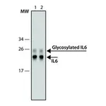 Merck SILuRich Anti-IL6 MAb, biotin conjugated