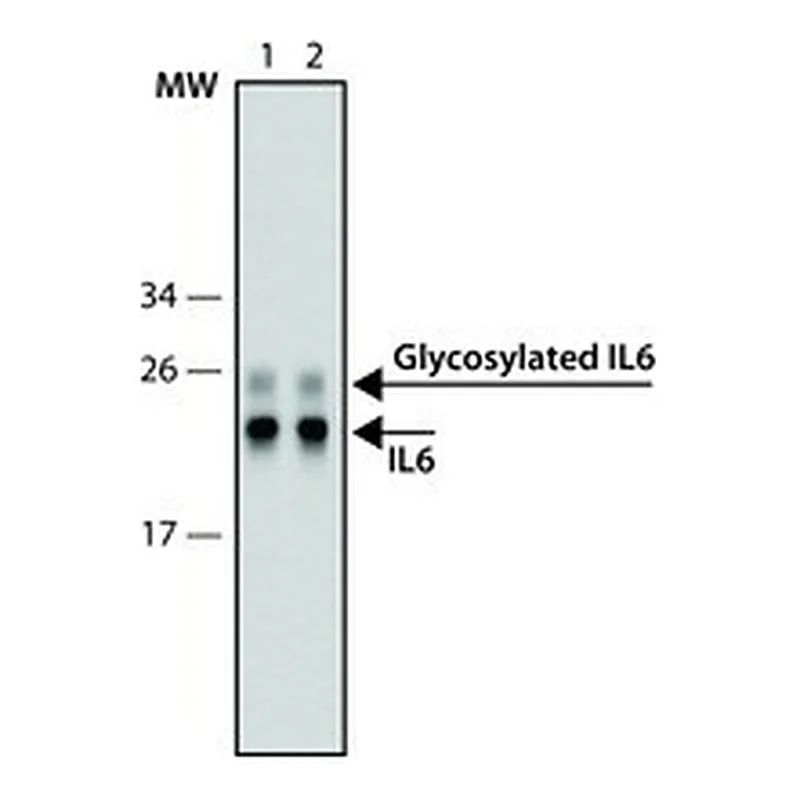 Merck SILuRich Anti-IL6 MAb, biotin conjugated