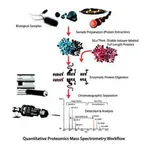 Merck SILuProt MAPK3 Mitogen activated protein kinase 3 human