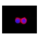 Merck ANTI-FLAG antibody produced in rabbit