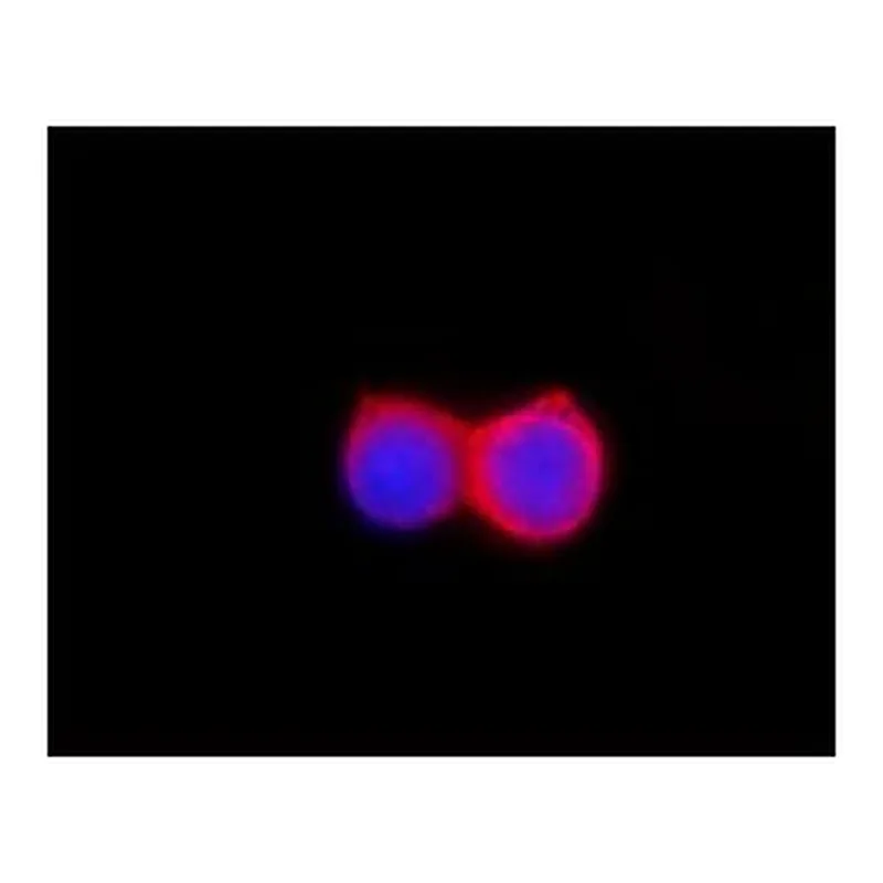 Merck ANTI-FLAG antibody produced in rabbit