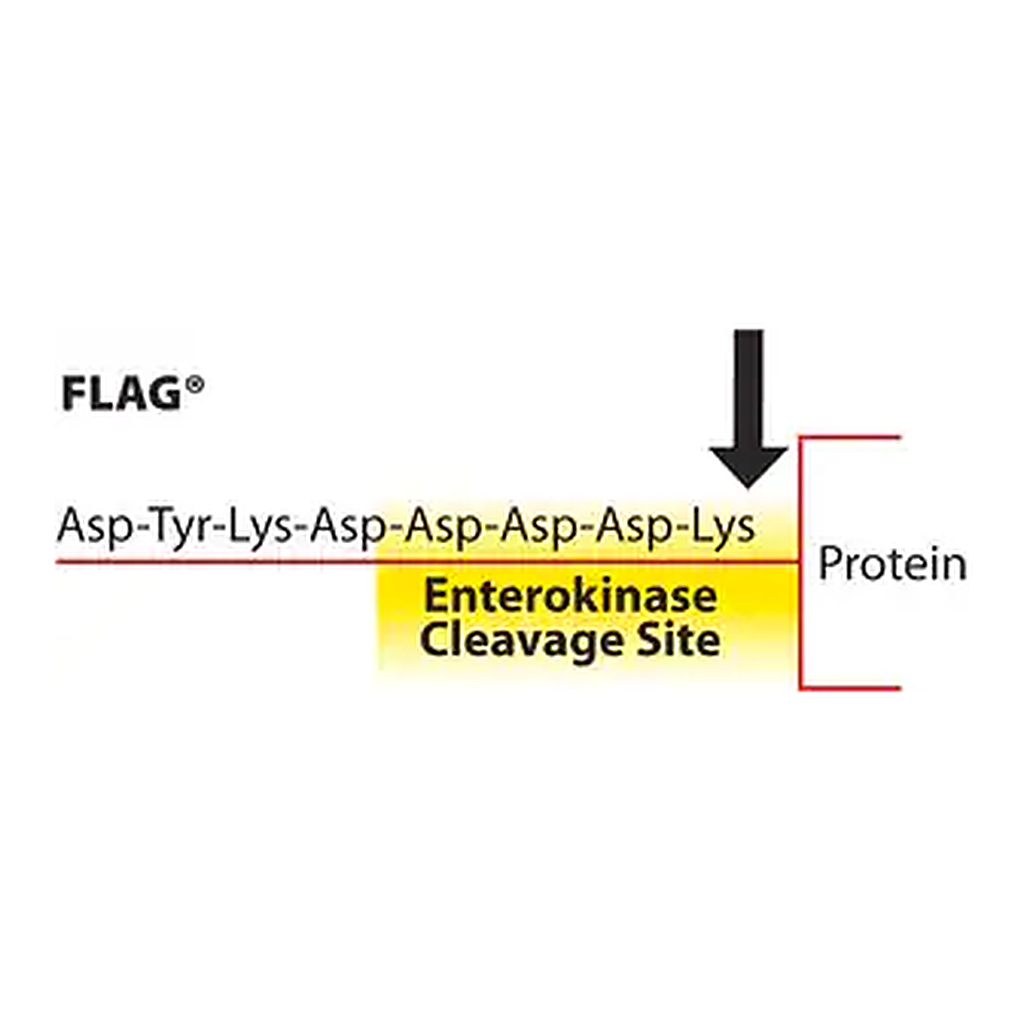Merck 3X FLAG Peptide