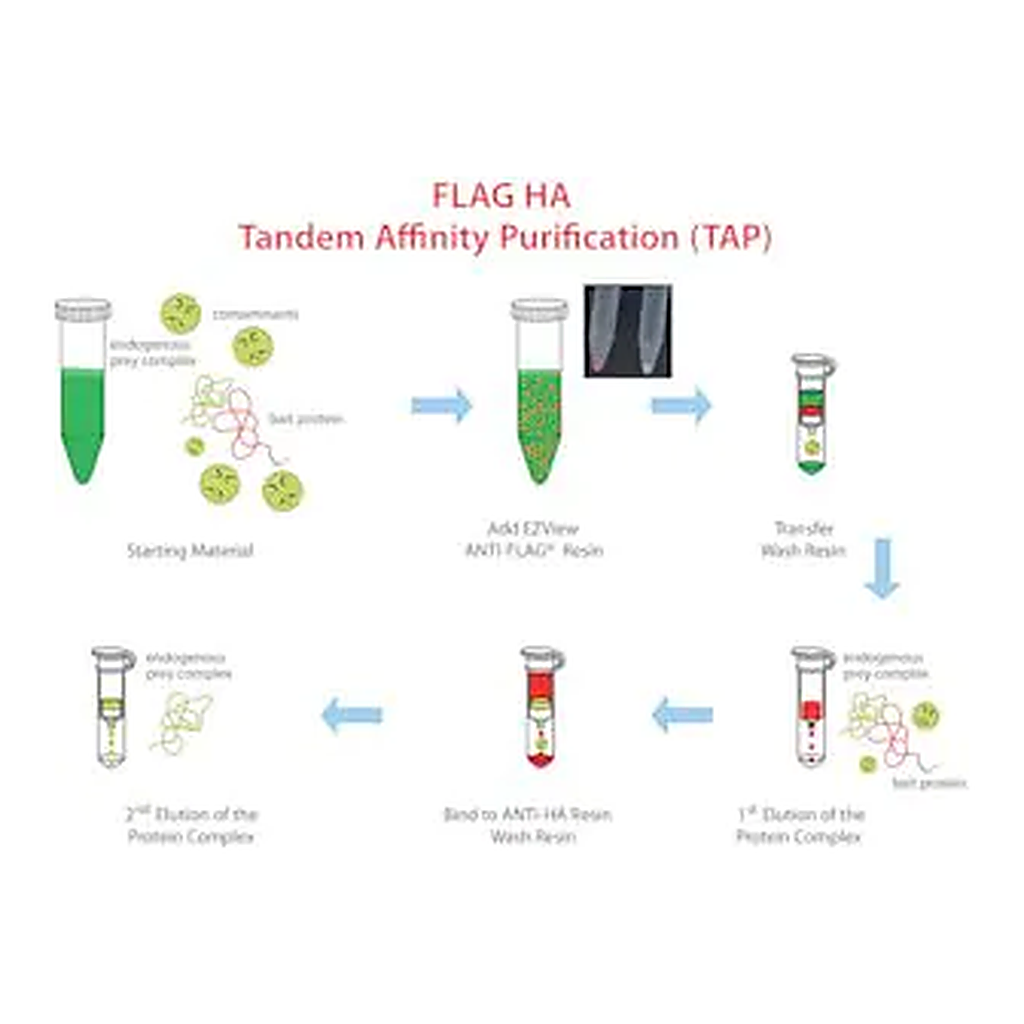 Merck FLAG HA Tandem Affinity Purification Kit