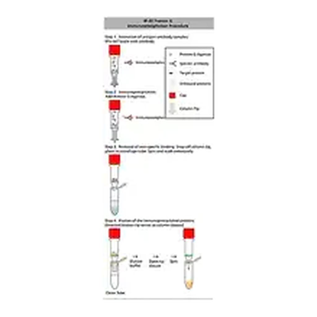 Merck Protein G Immunoprecipitation Kit