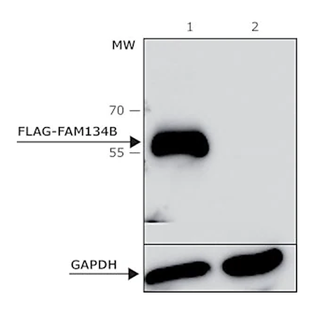 Merck ANTI-FLAG M2 antibody, Bioreactor grade, Mouse monoclonal