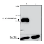Merck ANTI-FLAG M2 antibody, Bioreactor grade, Mouse monoclonal