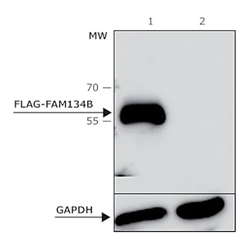Merck ANTI-FLAG M2 antibody, Bioreactor grade, Mouse monoclonal