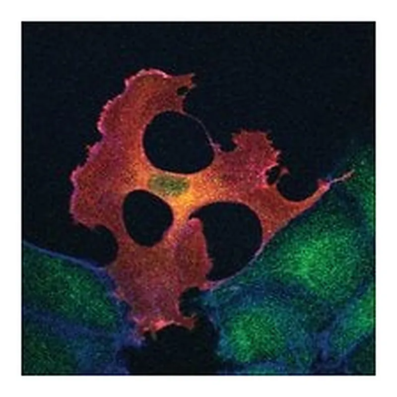 Merck Monoclonal ANTI-FLAG M2 antibody produced in mouse