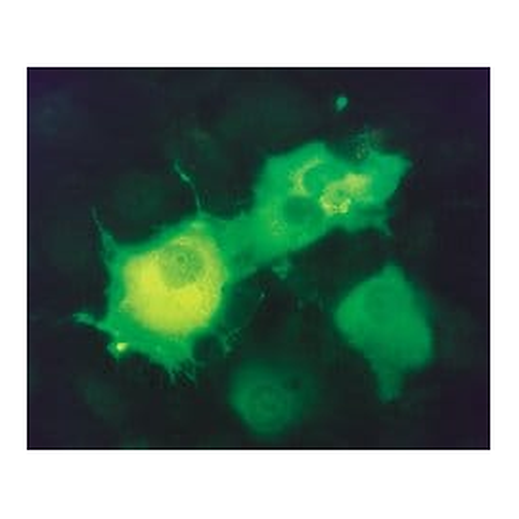Merck Monoclonal ANTI-FLAG M2-FITC antibody produced in mouse