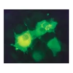 Merck Monoclonal ANTI-FLAG M2-FITC antibody produced in mouse