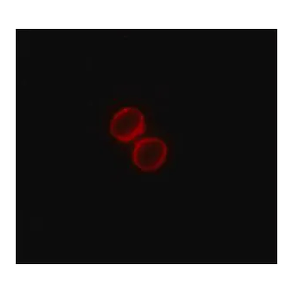 Merck Monoclonal ANTI-FLAG antibody produced in rabbit