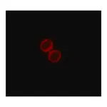 Merck Monoclonal ANTI-FLAG antibody produced in rabbit