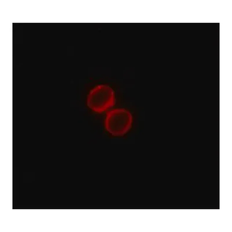 Merck Monoclonal ANTI-FLAG antibody produced in rabbit