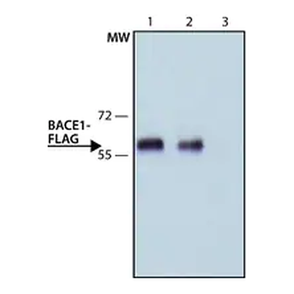 Merck ANTI-FLAG antibody, Rat monoclonal