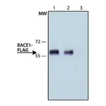 Merck ANTI-FLAG antibody, Rat monoclonal