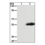 Merck Anti-FLAG Tag antibody produced in rabbit