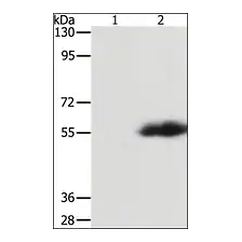 Merck Anti-FLAG Tag antibody produced in rabbit