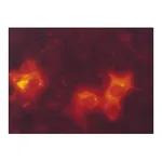 Merck Monoclonal ANTI-FLAG M2-Cy3 antibody produced in mouse